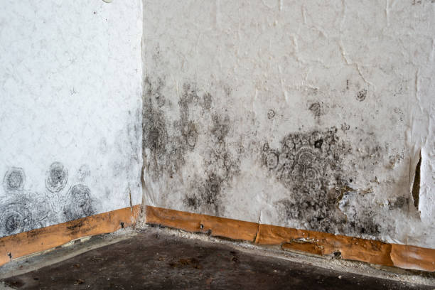 Certified Mold Removal in Warm Mineral Springs, FL